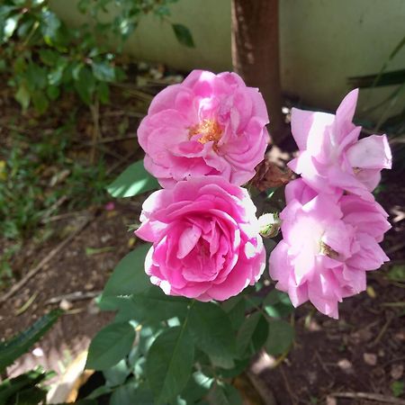 La Locanda Lodge - Apartment, 4 Double Rooms & Kitchen Near The Beach 江比阿 外观 照片