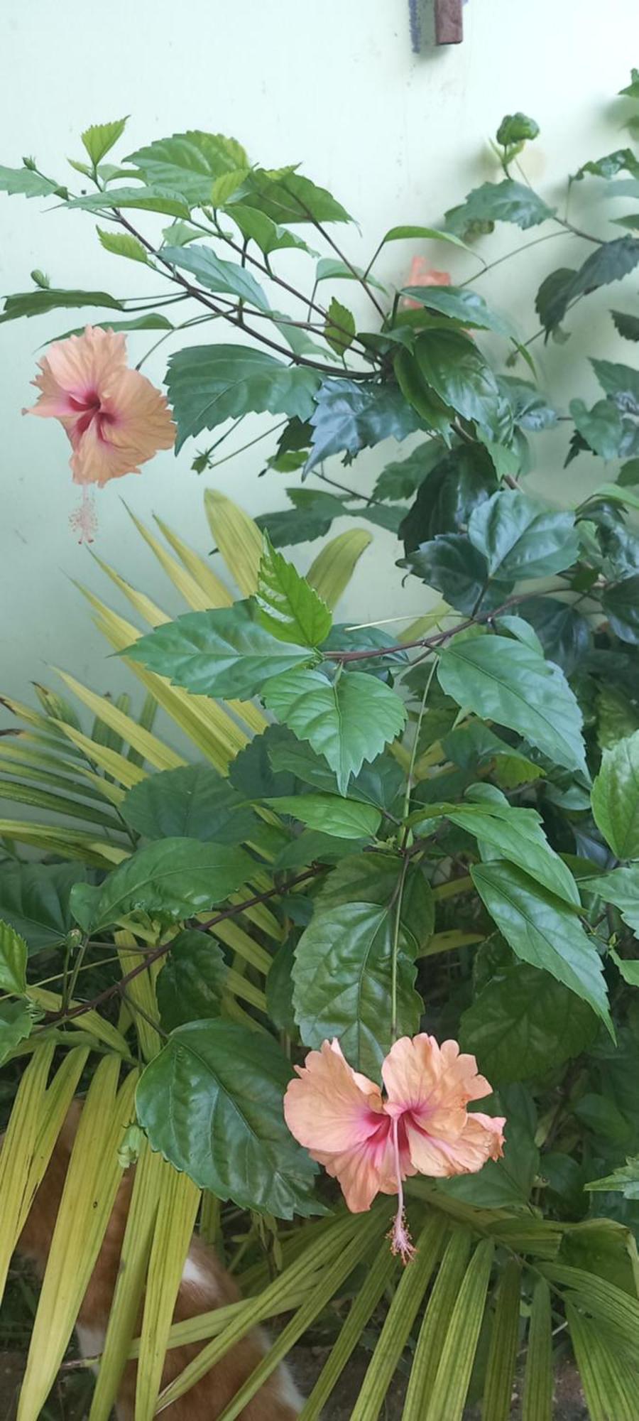 La Locanda Lodge - Apartment, 4 Double Rooms & Kitchen Near The Beach 江比阿 外观 照片